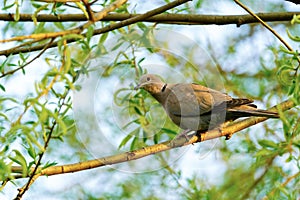 Collared dove (Streptopelia decaocto) in golden morning light