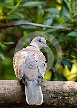 Collared Dove (Streptopelia decaocto) - Graceful cooer in Dublin\'s Parks