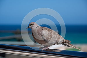 Collared dove, Streptopelia decaocto, percehed on metal railing with the Atlantic Ocean in the background, Fuerteventura, Canary