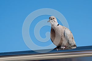 Collared dove, Streptopelia decaocto, percehed on metal railing with the Atlantic Ocean in the background, Fuerteventura, Canary