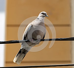 Collared Dove in Torremolinos Spain