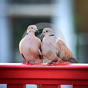 collared doves, AI generated