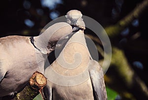 Collared Doves in Love