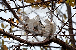 Collared Doves Streptopelia decaocto sitting on a tree branch
