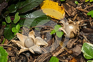 Collared Earthstar - Geastrum triplex