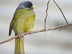 The collared finchbill photo