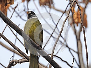 The collared finchbill in spring photo