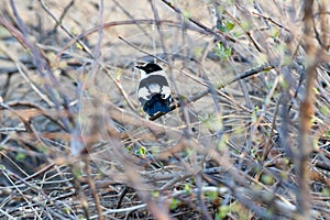 Collared Flycatcher Ficedula albicollis