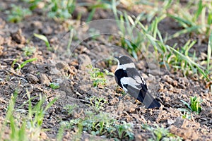 Collared Flycatcher Ficedula albicollis