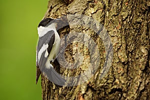 Collared Flycatcher - Ficedula albicollis