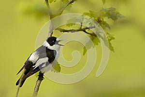 Collared Flycatcher - Ficedula albicollis