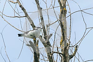 Collared Flycatcher Male Ficedula albicollis Singing Bird