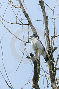 Collared Flycatcher Male Ficedula albicollis Singing Bird