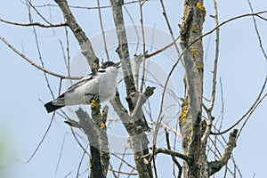 Collared Flycatcher Male Ficedula albicollis Singing Bird