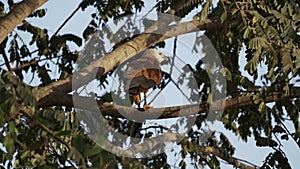collared hawk, Busarellus nigricollis, in the Pantanal