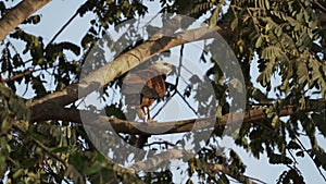 collared hawk, Busarellus nigricollis, in the Pantanal