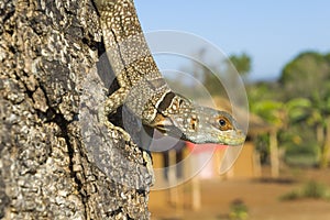 Collared Iguanid