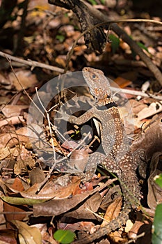 Collared iguanid lizard, madagascar