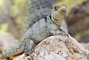 Collared Iguanid lizard  Oplurus cuvieri