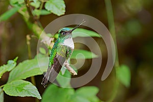 Collared Inca - Coeligena torquata