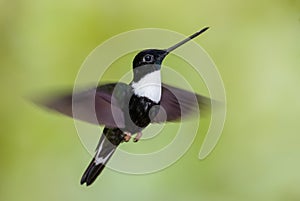 Collared Inca - Coeligena torquata photo