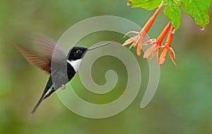 Collared Inca, Coeligena torquata, dark green black and white hummingbird flying next to beautiful orange flower, Colombia photo