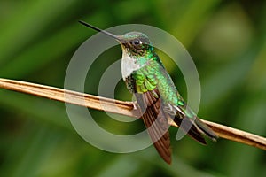 Collared Inca, Coeligena torquata, hummingbird from Mindo forest, bird of Ecuador photo
