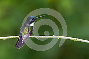 Collared Inca photo