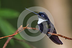 Collared Inca photo