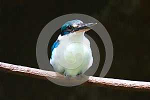 Collared Kingfisher