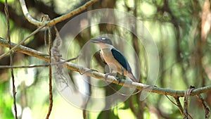 Collared Kingfisher perched on branch in