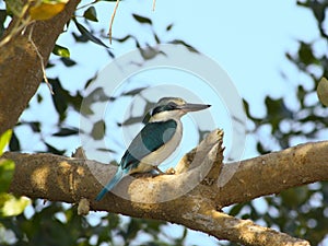 Collared kingfisher sitting on a sunny tree branch