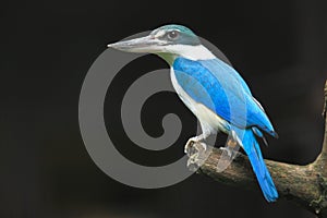 Collared kingfisher photo