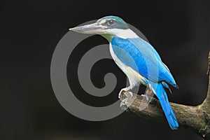 Collared kingfisher