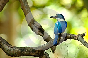 Collared Kingfisher (Todiramphus chloris)