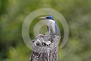 Collared kingfisher Todiramphus chloris Beautiful Birds of Thailand