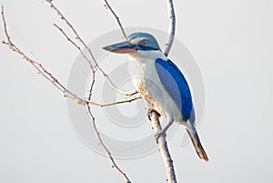 Collared kingfisher Todiramphus chloris Beautiful Birds of Thailand