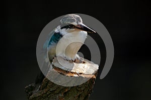 Collared Kingfisher, Todiramphus chloris, bird from Africa. Detail of exotic African bird sitting on the branch in the green natur