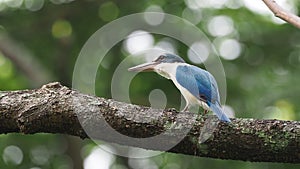 Collared Kingfisher - Todiramphus chloris medium-sized kingfisher