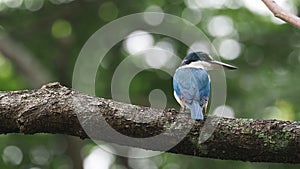 Collared Kingfisher - Todiramphus chloris medium-sized kingfisher