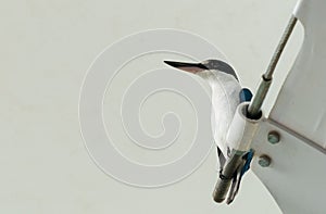 The Collared Kingfisher Todiramphus chloris standing on a cable