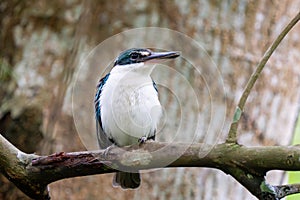 Collared kingfisher (Todiramphus chloris) or white-collared kingfisher or mangrove kingfisher close up in Singapore