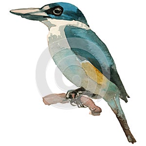 The Collared kingfisher. Watercolor hand painted drawing of bird