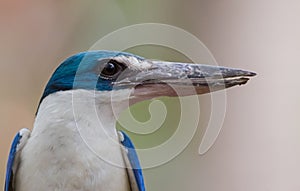 Collared kingfisher, White-collared kingfisher, Mangrove kingfisher