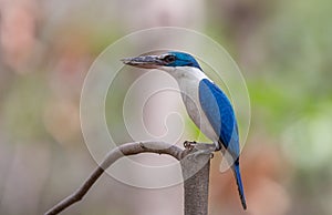 Collared kingfisher, White-collared kingfisher, Mangrove kingfisher