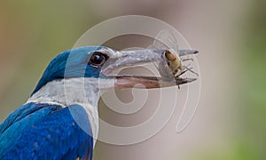 Collared kingfisher, White-collared kingfisher, Mangrove kingfisher