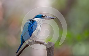 Collared kingfisher, White-collared kingfisher, Mangrove kingfisher