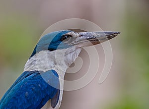 Collared kingfisher, White-collared kingfisher, Mangrove kingfisher