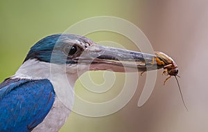 Collared kingfisher, White-collared kingfisher, Mangrove kingfisher