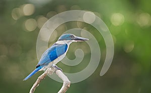 Collared kingfisher, White-collared kingfisher in park.